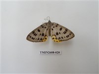 藏品(尺蛾123.a)的圖片